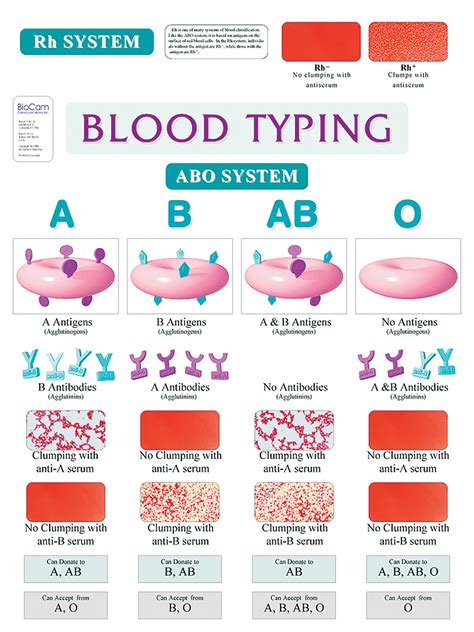 Blood Type Chart | ubicaciondepersonas.cdmx.gob.mx