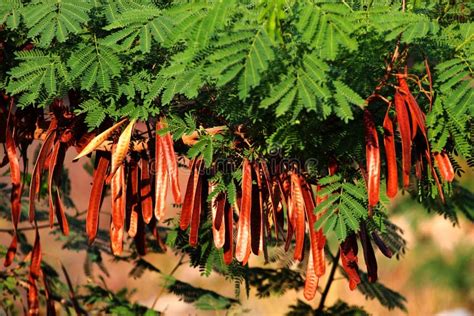 River Tamarind, or Leucaena Leucocephala Leaves and Pods on a Tree Stock Image - Image of nature ...