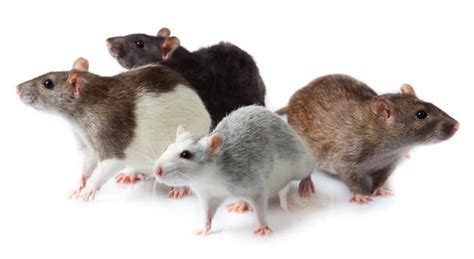 Pet Rat Breed & Varieties: Types of Pet Rats (Pictures)