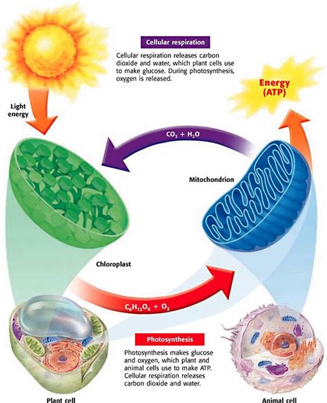 Diagram Of Photosynthesis And Cellular Respiration - Hanenhuusholli