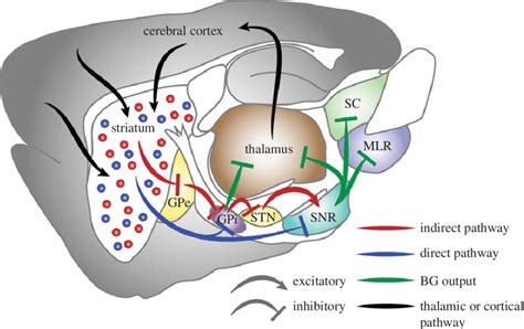 Basal Ganglia Axial View