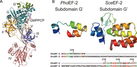 The structures of elongation factor EF-2. (A) The structure of ...