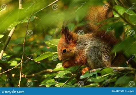 Baby squirrel on a tree stock image. Image of energy - 65477579