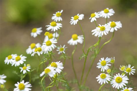 German chamomile: care & propagation - Plantura