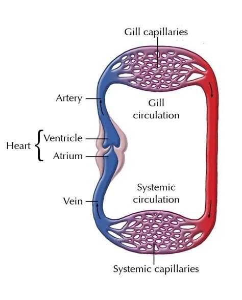 What is the role of ductus arteriosus in a bird's circulatory system? - Quora