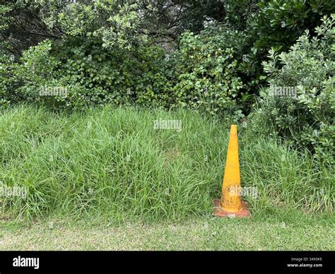 Astray Road cone adorns and Auckland public Park Stock Photo - Alamy