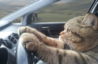 Cat driving