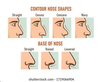 4,589 Nose Types Images, Stock Photos & Vectors | Shutterstock