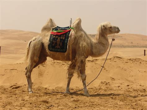 Free Images : landscape, sand, ride, fauna, vertebrate, sahara, erg, desert ship, natural ...