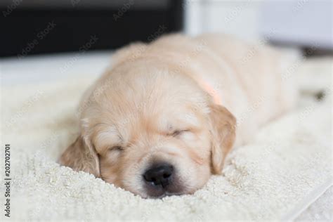 Golden Retriever Puppy Sleeping