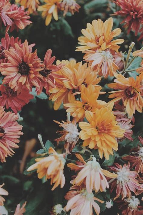 Indie Space | Flower wallpaper, Nature, Wallpaper