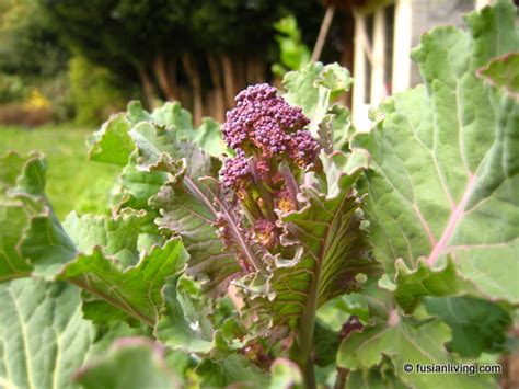 Growing Purple Sprouting Broccoli - Is it worth the wait? (Part 1 ...