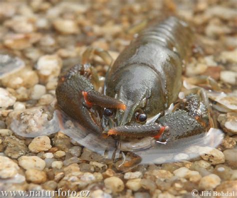 Astacus astacus Pictures, Noble Crayfish Images, Nature Wildlife Photos | NaturePhoto