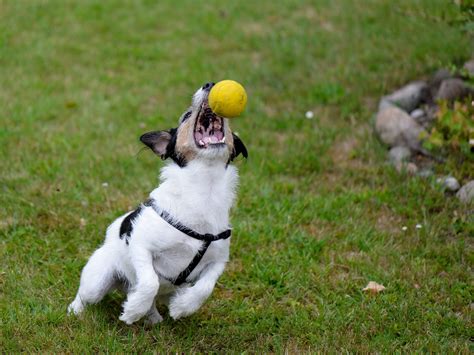 How do you train your dog to catch a ball with just 2 simple steps?