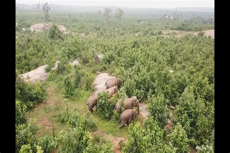 Thermal drone camera deployed in Odisha to curb man-elephant conflict