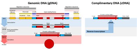 9.1: DNA Isolation, Sequencing, and Synthesis - Biology LibreTexts