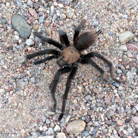 Texas Brown Tarantula - Potawatomi Zoo