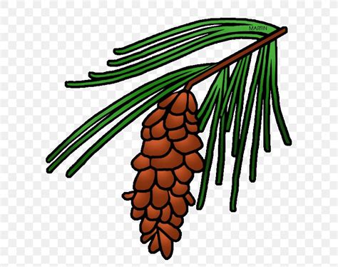 Longleaf Pine Loblolly Pine Conifer Cone Tree Clip Art, PNG, 642x648px, Longleaf Pine, Artwork ...