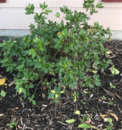 Reddit, does anyone know what this plant is? : r/gardening