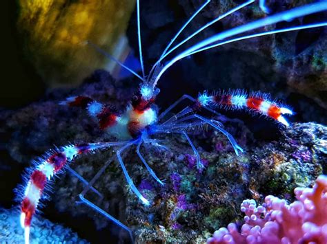 Banded Coral Shrimp Care Guide