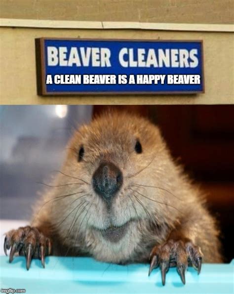 beaver Images - Imgflip