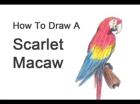 How to Draw a Macaw (Scarlet Macaw) - YouTube