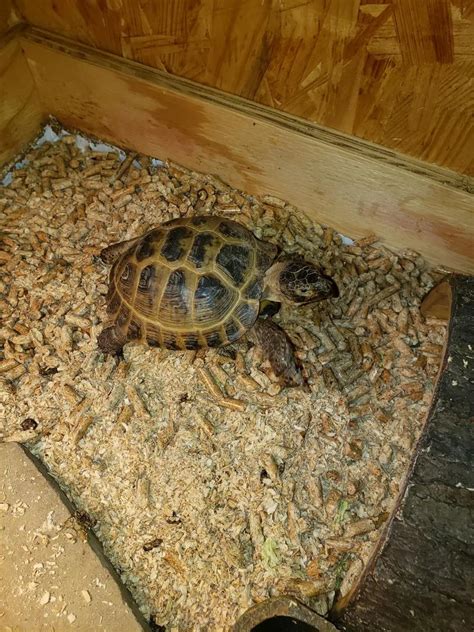 Russian tortoise (pet) for sale in Dallas, TX - 5miles: Buy and Sell