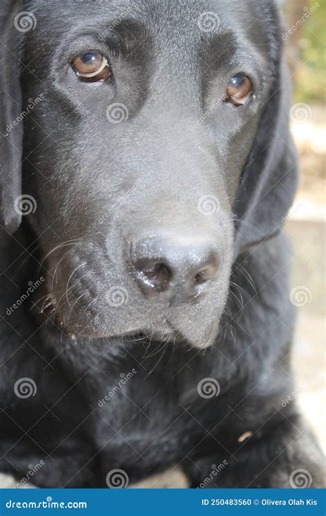 Black Labrador Retriever. Dog Portrait. Black Lab Puppy. Macro Photo. Stock Photo - Image of ...