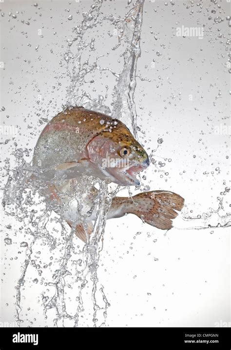 rainbow trout jumping Stock Photo - Alamy