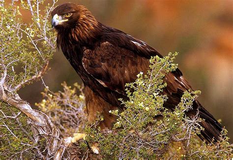 Golden Eagle | National Geographic | Eagle facts, Eagle pictures, Golden eagle