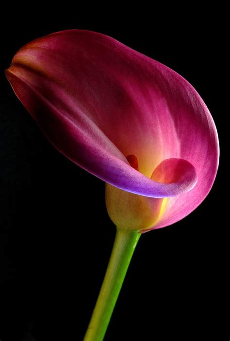 Pink Calla Lily Photograph by Dung Ma - Pixels