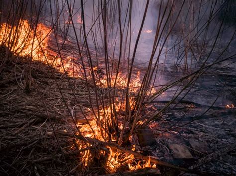 Forest ground fire stock image. Image of destruction - 179894087