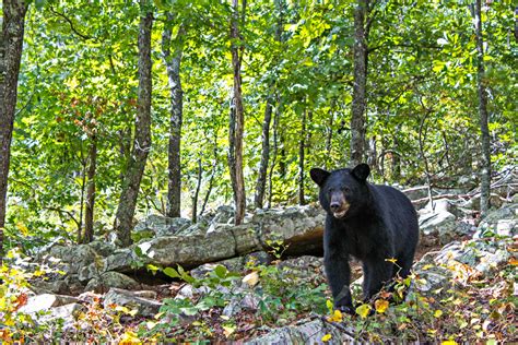 Bears in Arkansas - Only In Arkansas