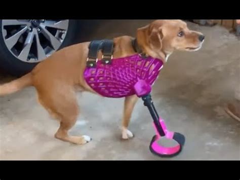 3D Printed Prosthetics for Dogs, Behind the Scenes! - YouTube