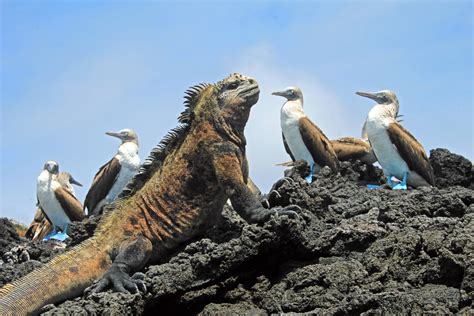 The Amazing Animals and Attractions of The Galápagos Islands – Yacht ...