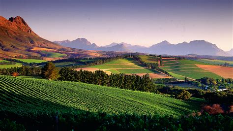 15 South African White Wine Values | Tasting Highlights | News & Features | Wine Spectator