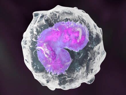 Absolute Monocytes Low, High, Normal Range, Blood Test