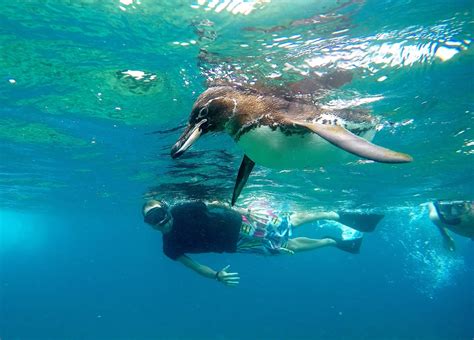 Snorkeling with Galapagos penguins at Tagus Cove on Isabela Island ...