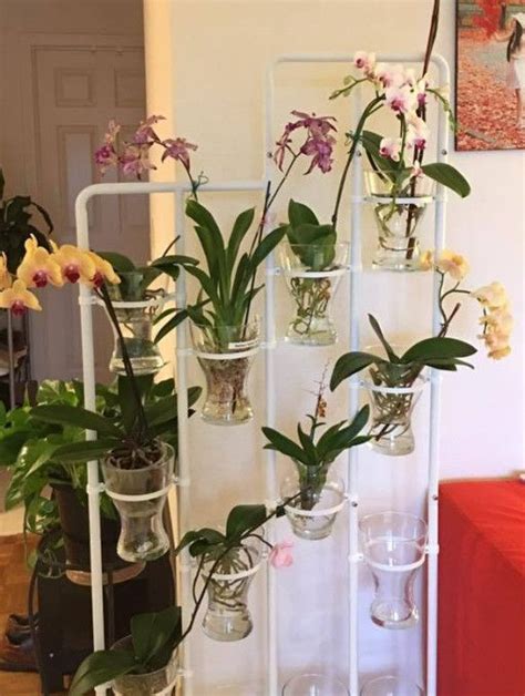 Orchids in water culture | Orchid care & Tips in 2020 | Water culture orchids, Orchids in water ...