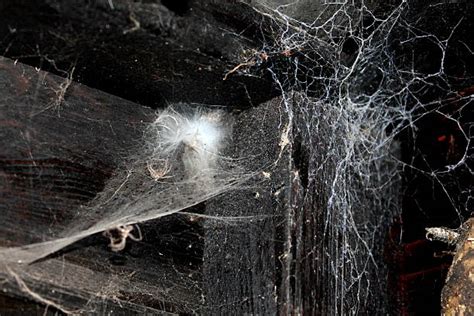 Abandoned Spider Web Dark Dust Stock Photos, Pictures & Royalty-Free Images - iStock
