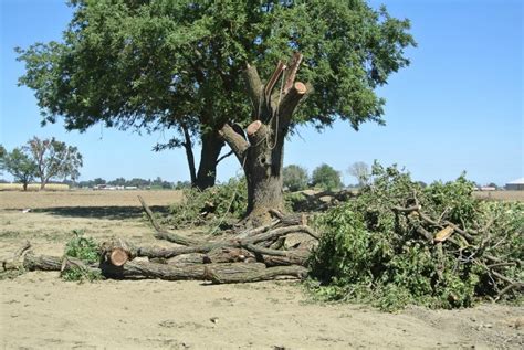 Salvaging a Huge California Black Walnut Tree | Hardwood Reclaiming and ...