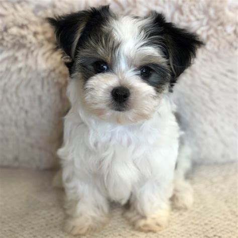 Morkie Poo Puppies For Sale – Waggs To Riches Pet Boutique