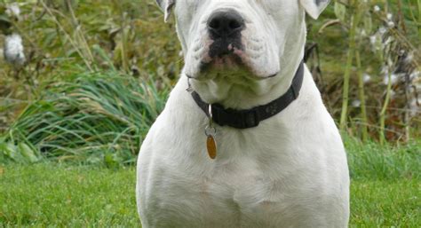 American Bulldog Pitbull Mix Puppies Picture - Dog Breeders Guide