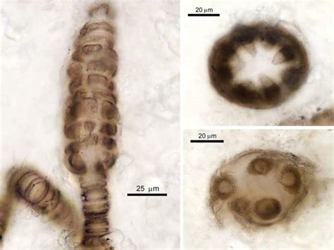 The early eukaryote fossil record | Fossil, Fossils, Science and nature