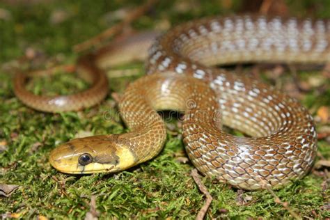 Aesculapian Snake (Zamenis Longissimus) in Natural Habitat Stock Image ...