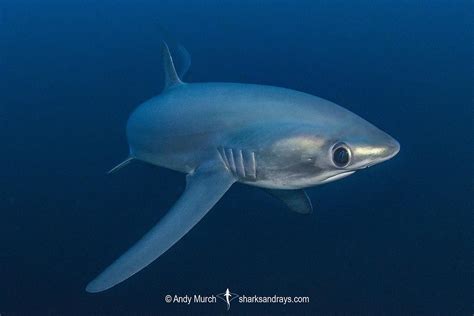 Pelagic Thresher Shark - Alopias pelagicus