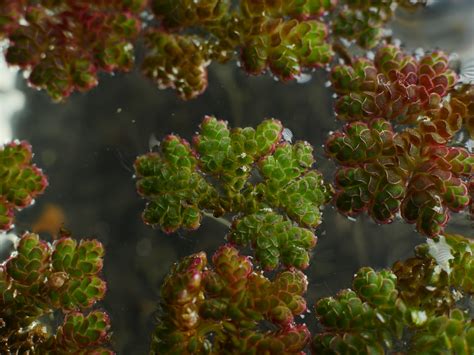 Mosquito fern | Azolla filiculoides, a water fern. These sam… | Flickr