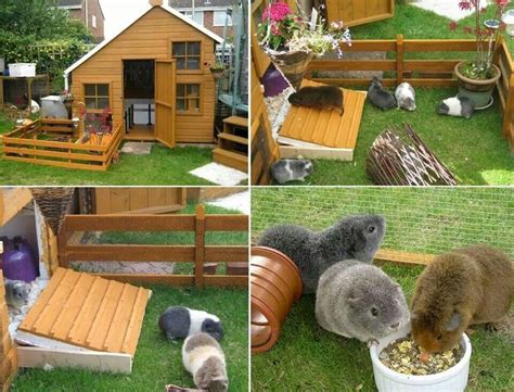 47 best Guinea Pig Habitat images on Pinterest | Pig stuff, Guinea pigs ...