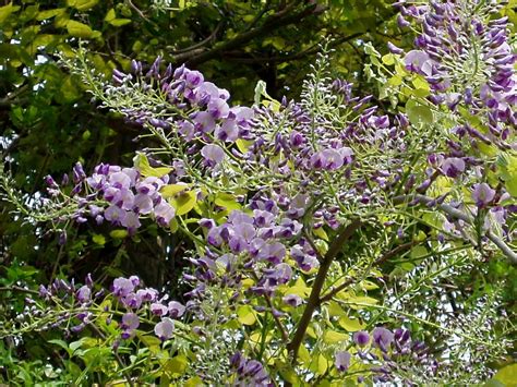 Wisteria | This wisteria was taken from my mother's plant, a… | Flickr