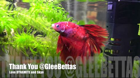 Unboxing my $200 Betta Fish from Thailand! - YouTube